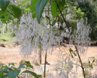 chionanthus virginicus 1.jpg